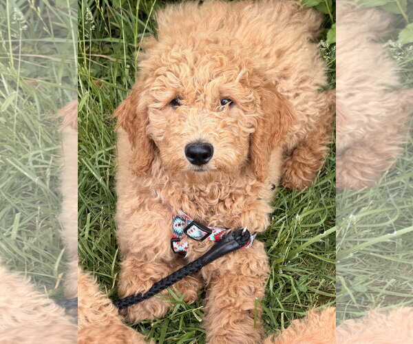 Medium Photo #4 Golden Retriever Puppy For Sale in Wheaton, IL, USA