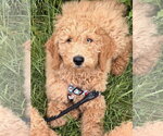 Small #3 Golden Retriever