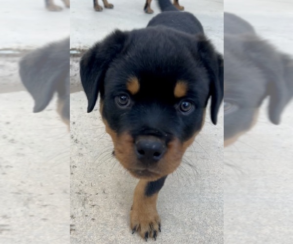 Medium Photo #1 Rottweiler Puppy For Sale in FALLBROOK, CA, USA