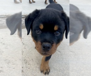 Rottweiler Puppy for sale in FALLBROOK, CA, USA