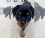 Small Rottweiler