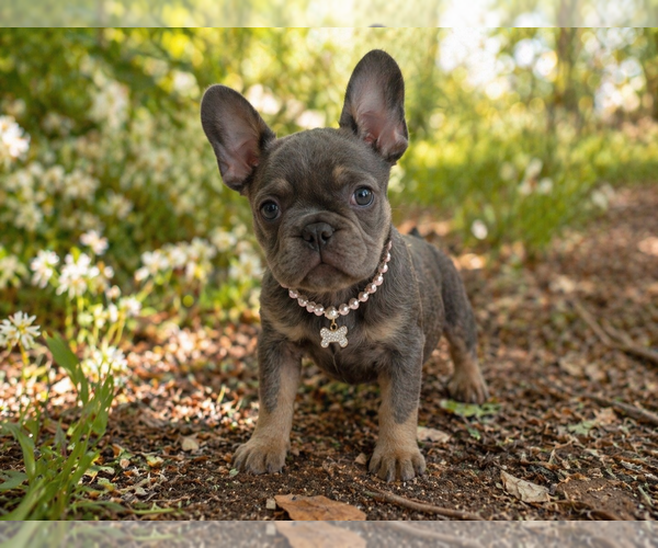 Medium Photo #1 French Bulldog Puppy For Sale in WOODBRIDGE, VA, USA