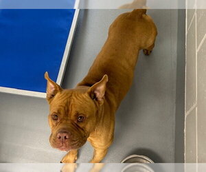 American Pit Bull Terrier Dogs for adoption in Ocala, FL, USA