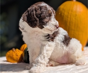Medium Miniature Bernedoodle