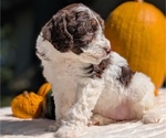 Puppy Elena Miniature Bernedoodle