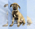 Small #1 Labrador Retriever Mix