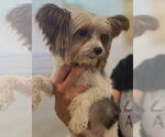 Small #3 Papillon Mix