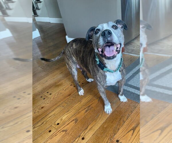 Medium Photo #3 Boxer-Unknown Mix Puppy For Sale in Derwood, MD, USA