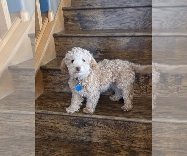 Medium Photo #2 Poochon Puppy For Sale in St. Louis Park, MN, USA