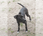 Small #1 Labrador Retriever-Staffordshire Bull Terrier Mix