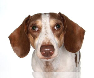 Dachshund-Unknown Mix Dogs for adoption in Oakland Park, FL, USA