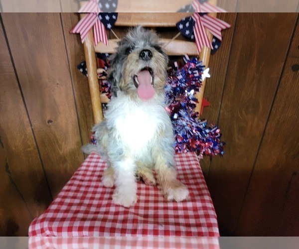 Medium Photo #71 Bernedoodle (Miniature) Puppy For Sale in BLACK FOREST, CO, USA