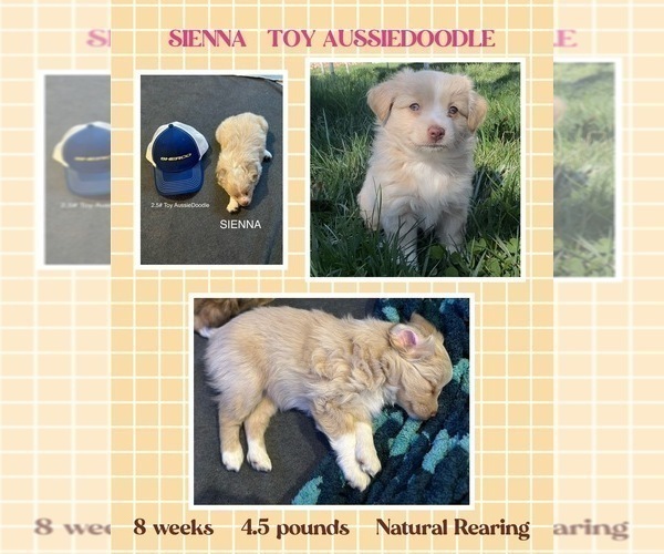 Medium Photo #1 F2 Aussiedoodle Puppy For Sale in OZARK, MO, USA