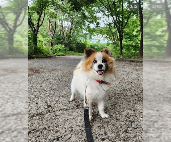 Medium Photo #4 Pomeranian-Unknown Mix Puppy For Sale in Agoura Hills, CA, USA
