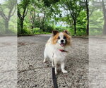 Small #3 Pomeranian Mix