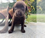 Small #3 Labrador Retriever