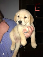 Golden Labrador Puppy for sale in DECATUR, AL, USA