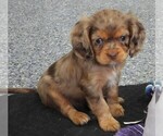 Puppy Puppy 8 Female Cavalier King Charles Spaniel