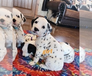 Dalmatian Puppy for sale in CANTON, TX, USA