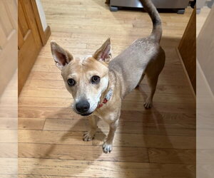 Nessi - Female Mutt Dog for Adoption - Photo #13