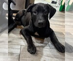 Small #8 Labrador Retriever Mix
