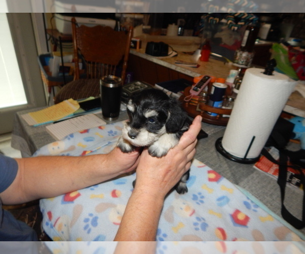 Medium Photo #2 Schnauzer (Miniature) Puppy For Sale in ROCKINGHAM, NC, USA