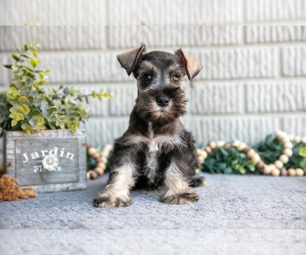 Medium Photo #14 Schnauzer (Miniature) Puppy For Sale in BALTIC, OH, USA