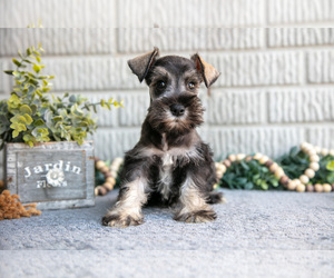 Medium Schnauzer (Miniature)