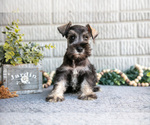Puppy Sally Schnauzer (Miniature)