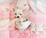 Small #11 Chihuahua