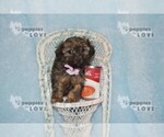 Small Photo #3 Poodle (Toy)-Yorkshire Terrier Mix Puppy For Sale in SANGER, TX, USA