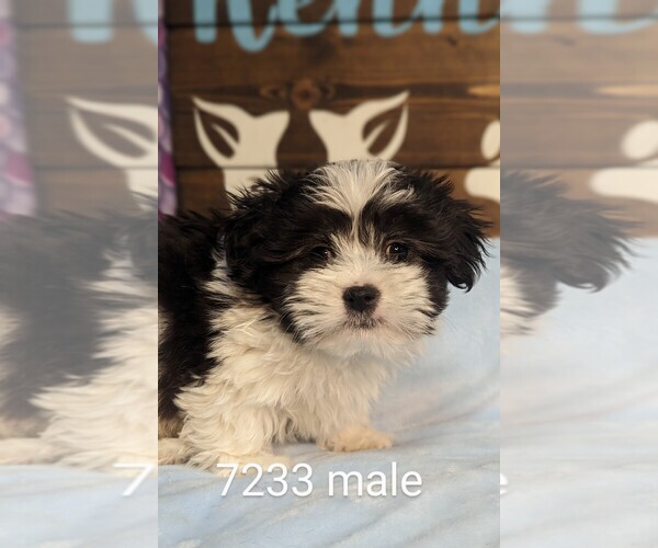 Medium Photo #1 Mal-Shi Puppy For Sale in CLARE, IL, USA