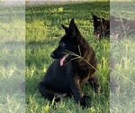 Small #5 German Shepherd Dog