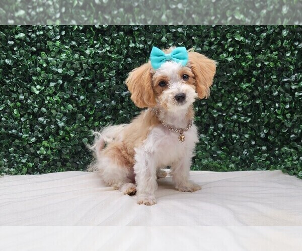 Medium Photo #2 Maltipoo Puppy For Sale in BLOOMINGTON, IN, USA
