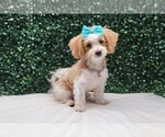 Small #1 Maltipoo