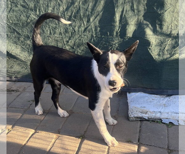 Medium Photo #2 Border Collie-Unknown Mix Puppy For Sale in Paso Robles, CA, USA