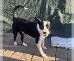 Small #1 Border Collie Mix