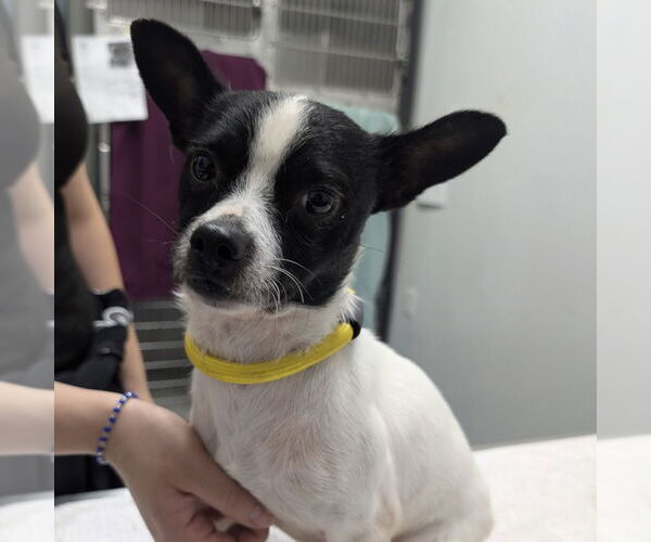 Medium Photo #1 Rat Terrier-Unknown Mix Puppy For Sale in Chico, CA, USA