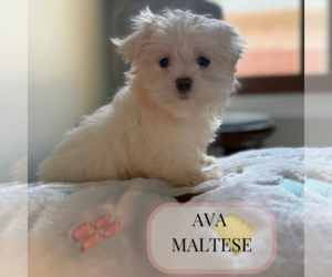 Maltese Puppy for sale in ELMHURST, IL, USA