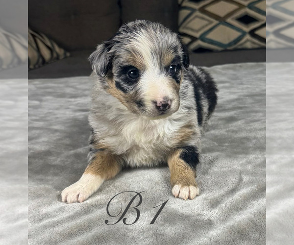 Medium Photo #4 Australian Shepherd Puppy For Sale in SALISBURY, NC, USA