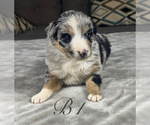 Small #3 Australian Shepherd