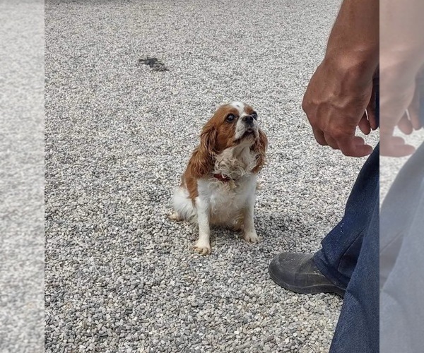 Medium Photo #1 Cavachon Puppy For Sale in MOUNT PLEASANT, MI, USA