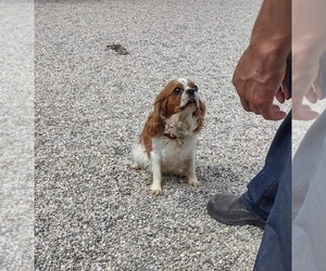 Mother of the Cavachon puppies born on 04/15/2025