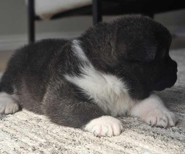 Medium Photo #12 Akita Puppy For Sale in STRAFFORD, MO, USA