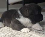 Small Photo #12 Akita Puppy For Sale in STRAFFORD, MO, USA