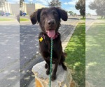 Small #9 Australian Shepherd Mix
