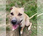 Small #17 American Pit Bull Terrier Mix
