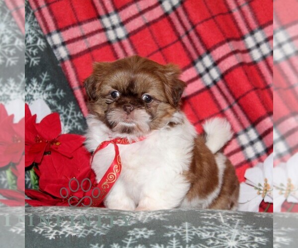 Medium Photo #4 Shih Tzu Puppy For Sale in WINDSOR, PA, USA
