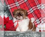 Small #3 Shih Tzu
