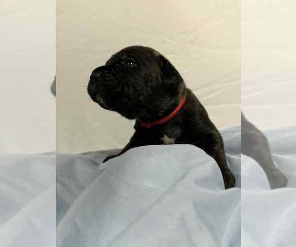 Medium Photo #5 Cane Corso Puppy For Sale in CAMBY, IN, USA